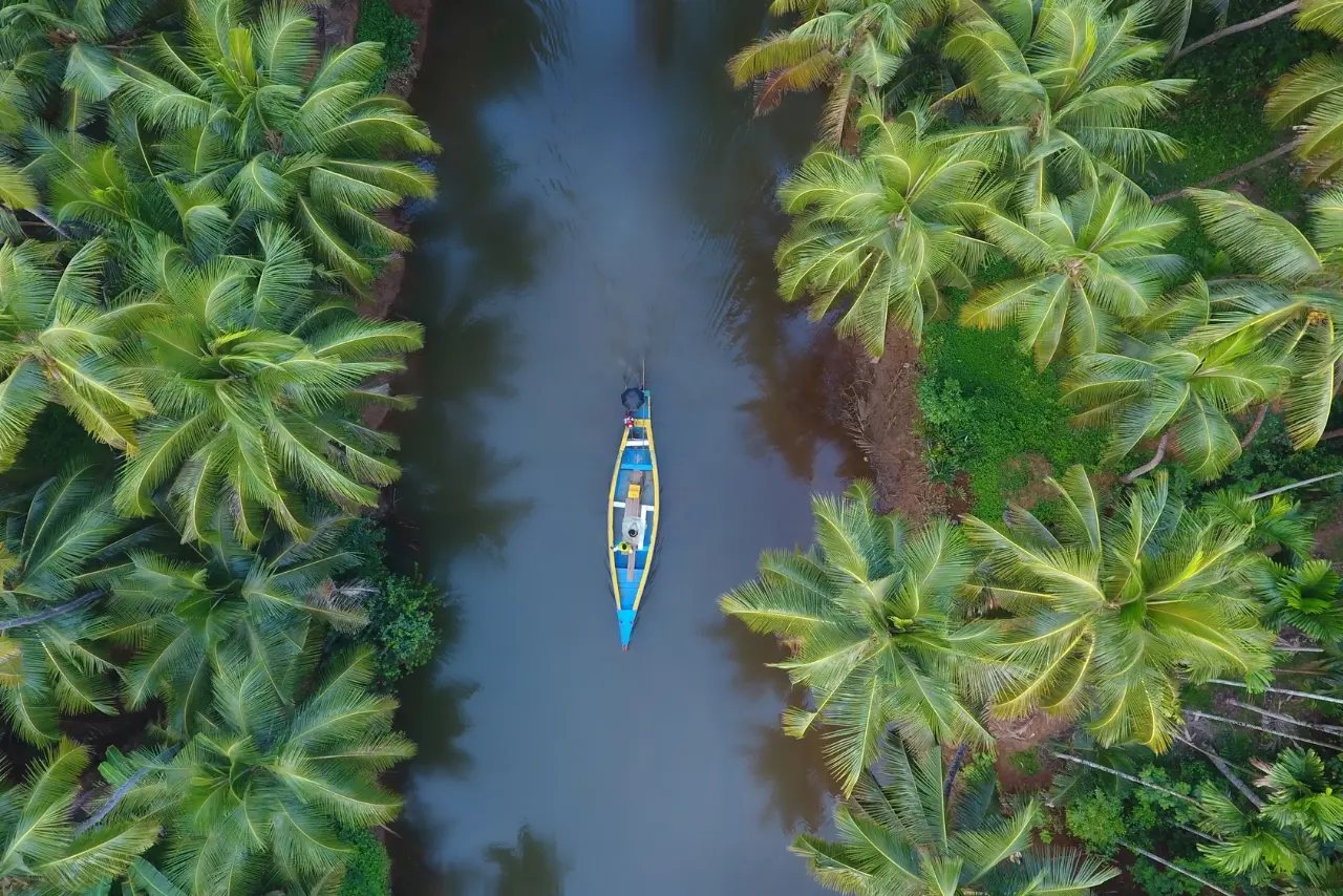 Aerial view of the coconut groves in backwater of Kerala