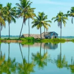 Coconut tress and paddy fields in Kumarakom