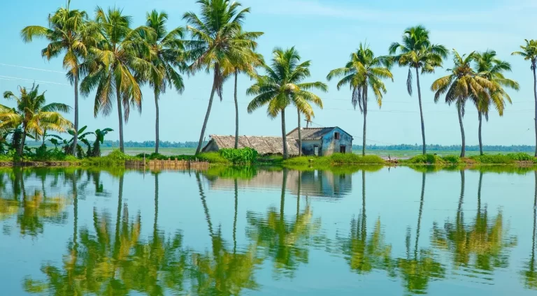 Coconut tress and paddy fields in Kumarakom