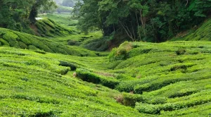 munnar-green-velvet