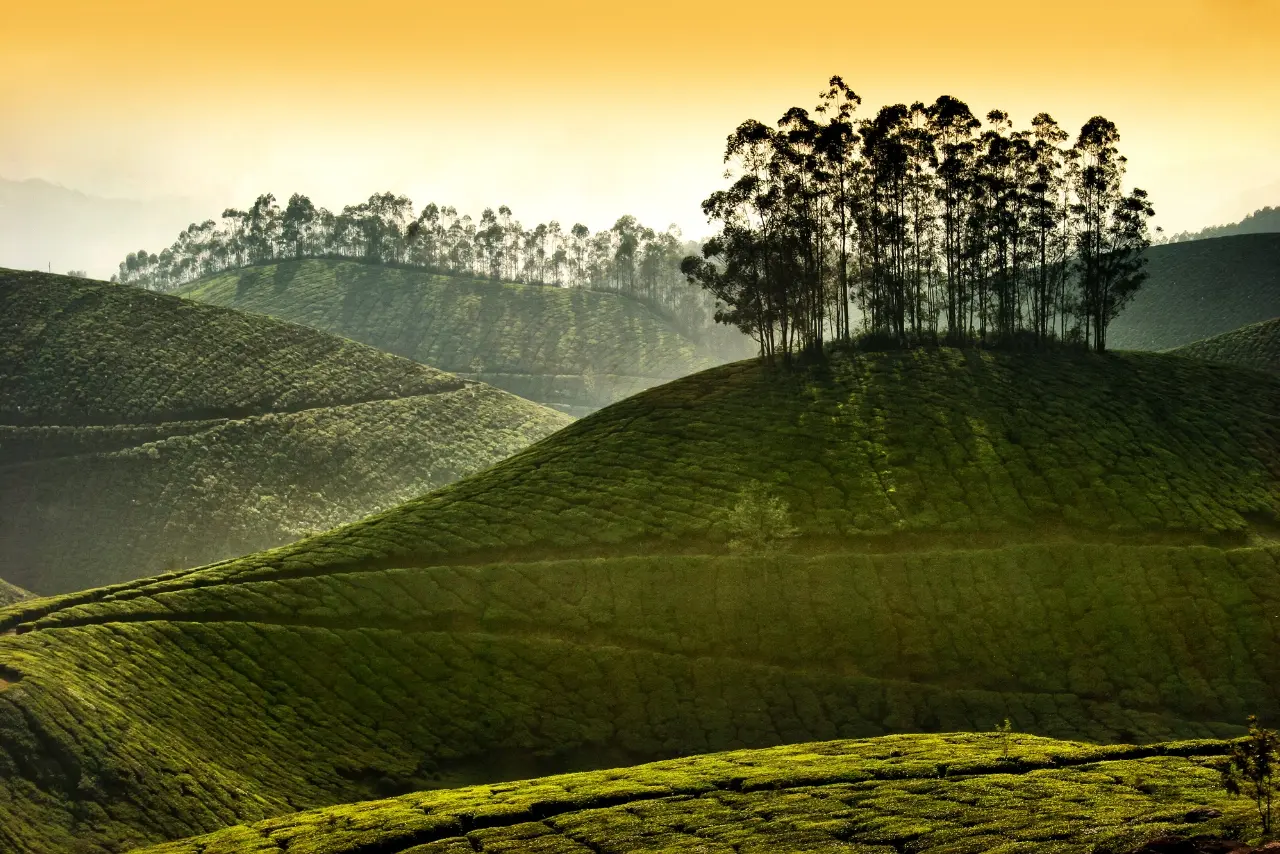 Evening sun rays falling on tea plantation in Munnar