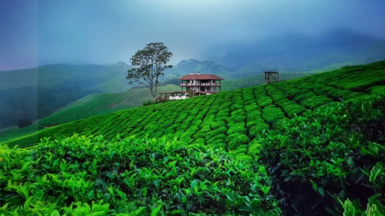 a foggy morning in Munnar