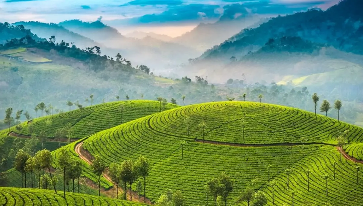 a morning view of Munnar hills