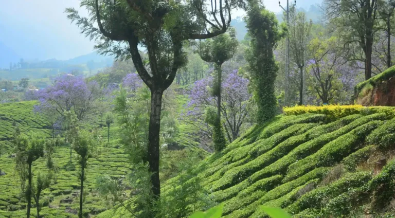 Jacaranda blooms in Munnar